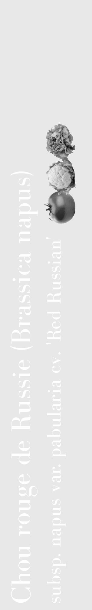 Étiquette de : Brassica napus subsp. napus var. pabularia cv. 'Red Russian' - format c - style blanche55_basique_basiquebod avec comestibilité simplifiée - position verticale