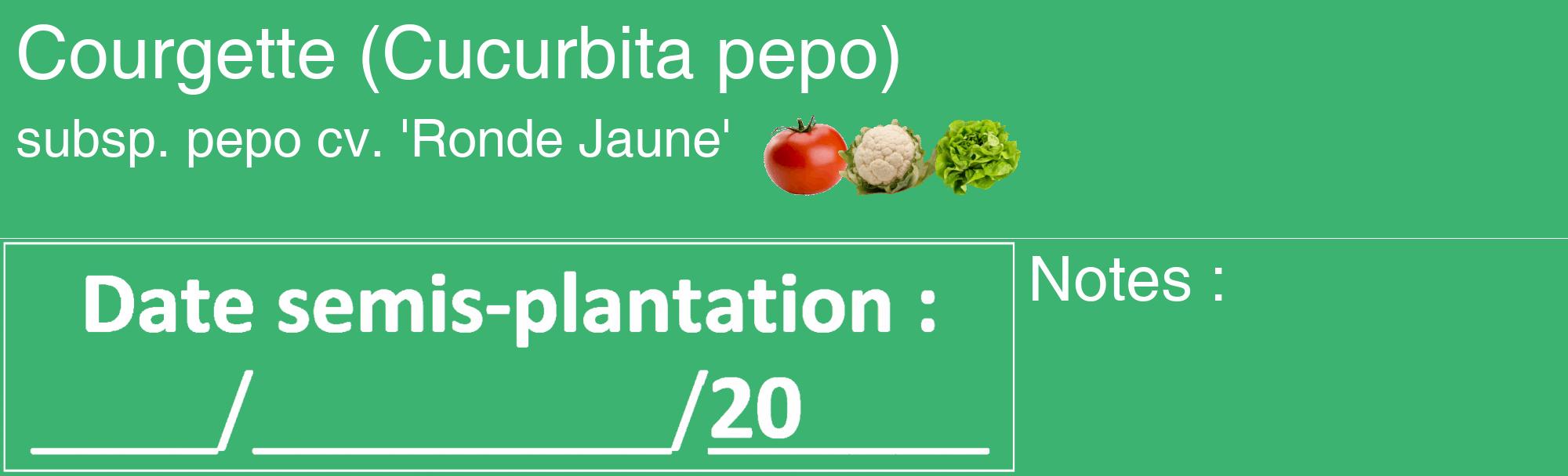 Étiquette de : Cucurbita pepo subsp. pepo cv. 'Ronde Jaune' - format c - style blanche12_basique_basiquehel avec comestibilité simplifiée