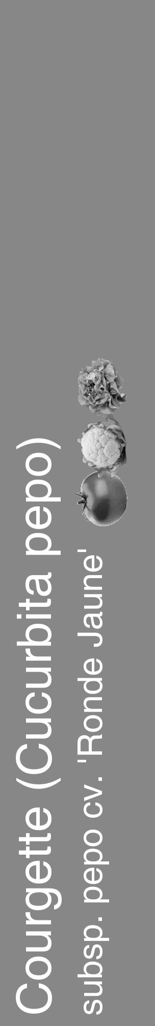 Étiquette de : Cucurbita pepo subsp. pepo cv. 'Ronde Jaune' - format c - style blanche12_basique_basiquehel avec comestibilité simplifiée - position verticale