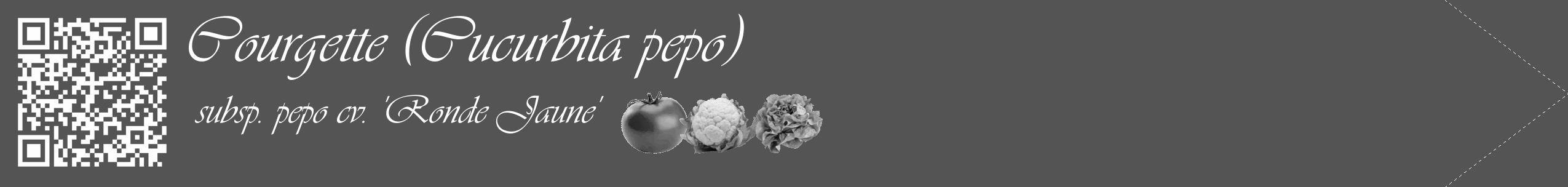 Étiquette de : Cucurbita pepo subsp. pepo cv. 'Ronde Jaune' - format c - style blanche36_simple_simpleviv avec qrcode et comestibilité simplifiée