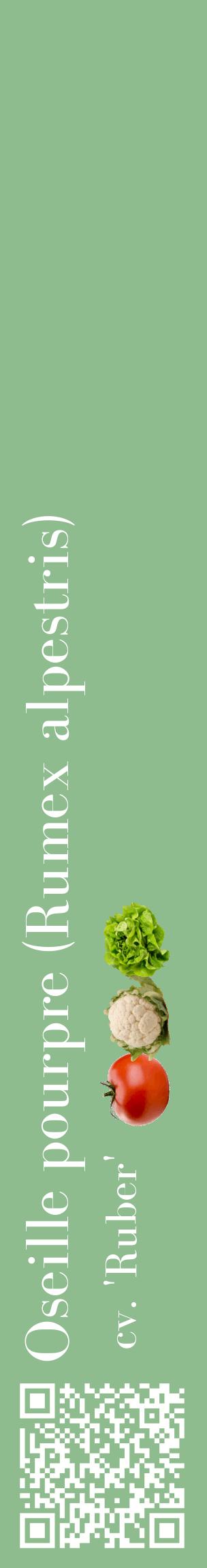 Étiquette de : Rumex alpestris cv. 'Ruber' - format c - style blanche13_basiquebod avec qrcode et comestibilité simplifiée