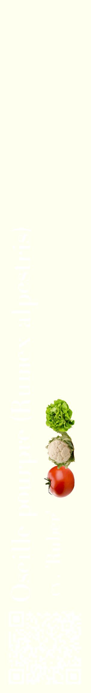 Étiquette de : Rumex alpestris cv. 'Ruber' - format c - style blanche19_basiquebod avec qrcode et comestibilité simplifiée