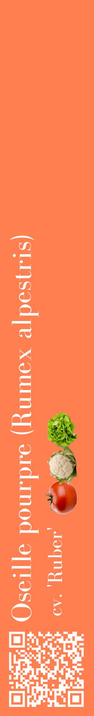 Étiquette de : Rumex alpestris cv. 'Ruber' - format c - style blanche24_basiquebod avec qrcode et comestibilité simplifiée