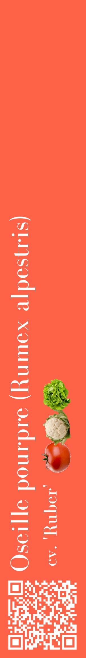 Étiquette de : Rumex alpestris cv. 'Ruber' - format c - style blanche25_basiquebod avec qrcode et comestibilité simplifiée