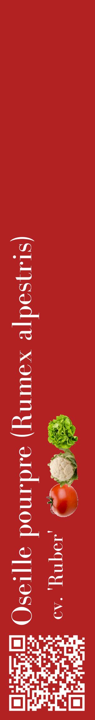 Étiquette de : Rumex alpestris cv. 'Ruber' - format c - style blanche28_basiquebod avec qrcode et comestibilité simplifiée