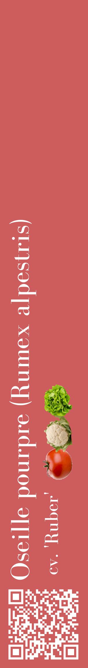 Étiquette de : Rumex alpestris cv. 'Ruber' - format c - style blanche35_basiquebod avec qrcode et comestibilité simplifiée