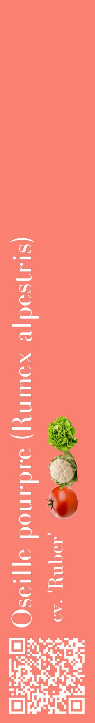 Étiquette de : Rumex alpestris cv. 'Ruber' - format c - style blanche38_basiquebod avec qrcode et comestibilité simplifiée