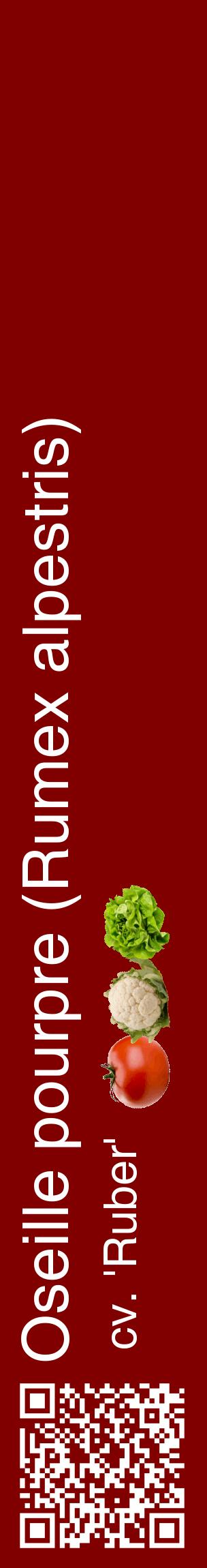Étiquette de : Rumex alpestris cv. 'Ruber' - format c - style blanche29_basiquehel avec qrcode et comestibilité simplifiée