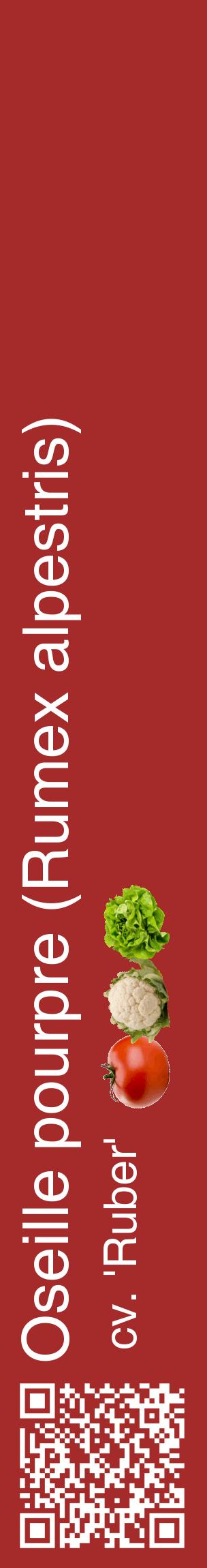 Étiquette de : Rumex alpestris cv. 'Ruber' - format c - style blanche33_basiquehel avec qrcode et comestibilité simplifiée