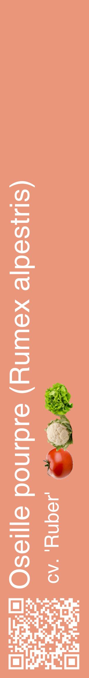 Étiquette de : Rumex alpestris cv. 'Ruber' - format c - style blanche37_basiquehel avec qrcode et comestibilité simplifiée