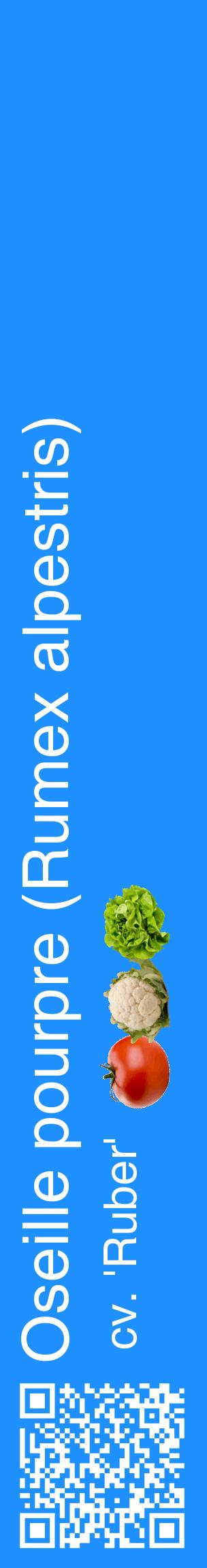 Étiquette de : Rumex alpestris cv. 'Ruber' - format c - style blanche3_basiquehel avec qrcode et comestibilité simplifiée
