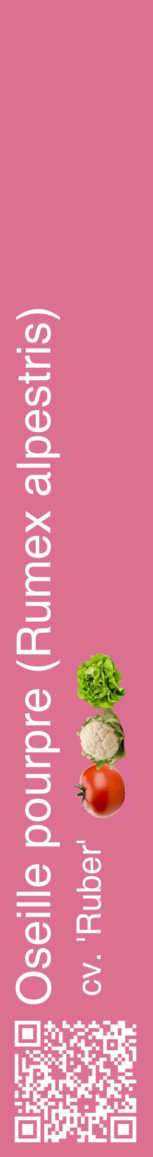 Étiquette de : Rumex alpestris cv. 'Ruber' - format c - style blanche44_basiquehel avec qrcode et comestibilité simplifiée