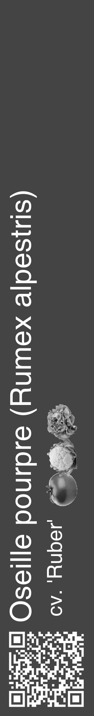 Étiquette de : Rumex alpestris cv. 'Ruber' - format c - style blanche48_basique_basiquehel avec qrcode et comestibilité simplifiée - position verticale