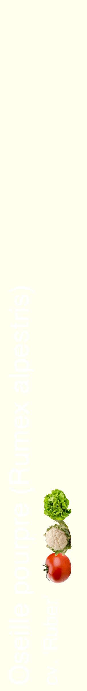 Étiquette de : Rumex alpestris cv. 'Ruber' - format c - style blanche19_simplehel avec comestibilité simplifiée