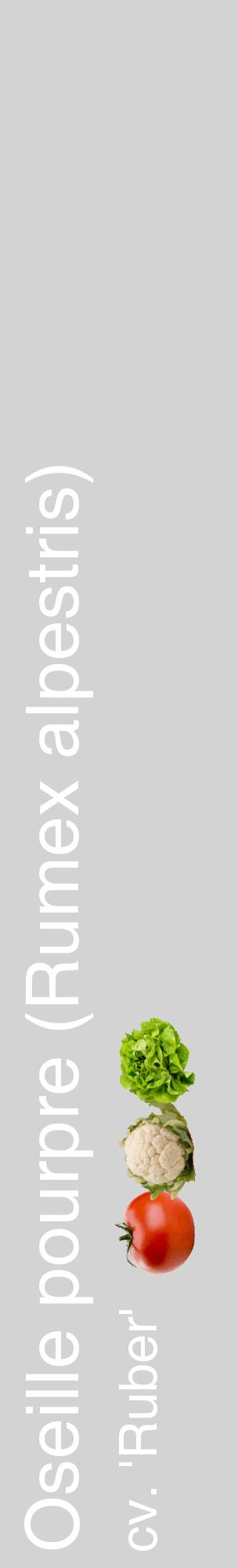 Étiquette de : Rumex alpestris cv. 'Ruber' - format c - style blanche56_basiquehel avec comestibilité simplifiée