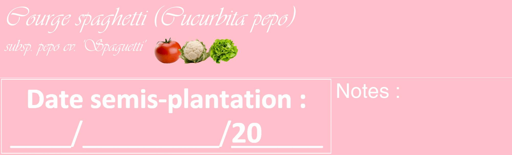 Étiquette de : Cucurbita pepo subsp. pepo cv. 'Spaguetti' - format c - style blanche40_basique_basiqueviv avec comestibilité simplifiée