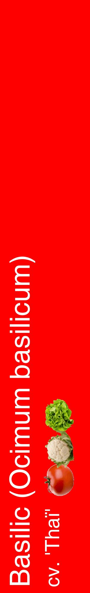 Étiquette de : Ocimum basilicum cv. 'Thaï' - format c - style blanche27_basiquehel avec comestibilité simplifiée