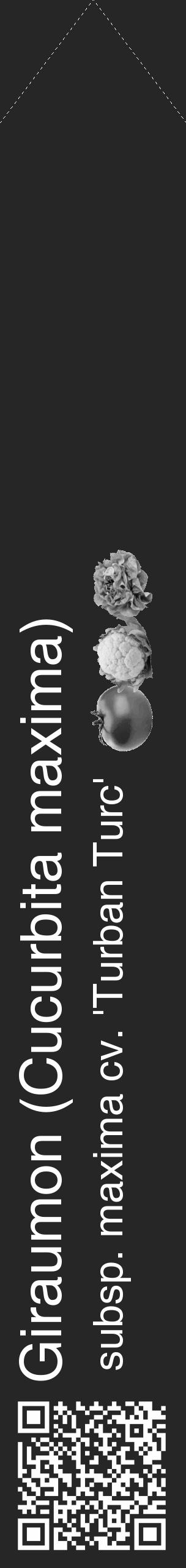 Étiquette de : Cucurbita maxima subsp. maxima cv. 'Turban Turc' - format c - style blanche29_simple_simplehel avec qrcode et comestibilité simplifiée - position verticale