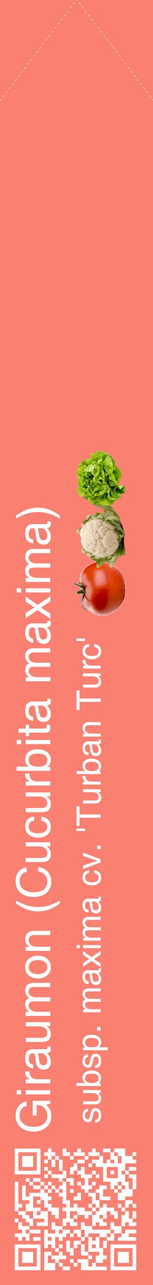 Étiquette de : Cucurbita maxima subsp. maxima cv. 'Turban Turc' - format c - style blanche38_simplehel avec qrcode et comestibilité simplifiée