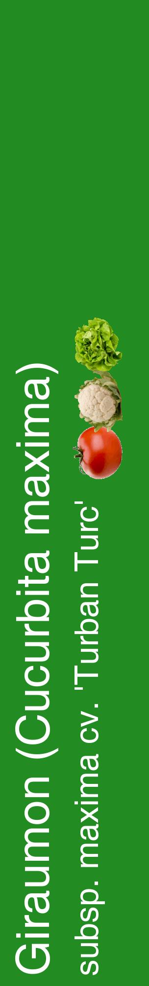 Étiquette de : Cucurbita maxima subsp. maxima cv. 'Turban Turc' - format c - style blanche10_basiquehel avec comestibilité simplifiée