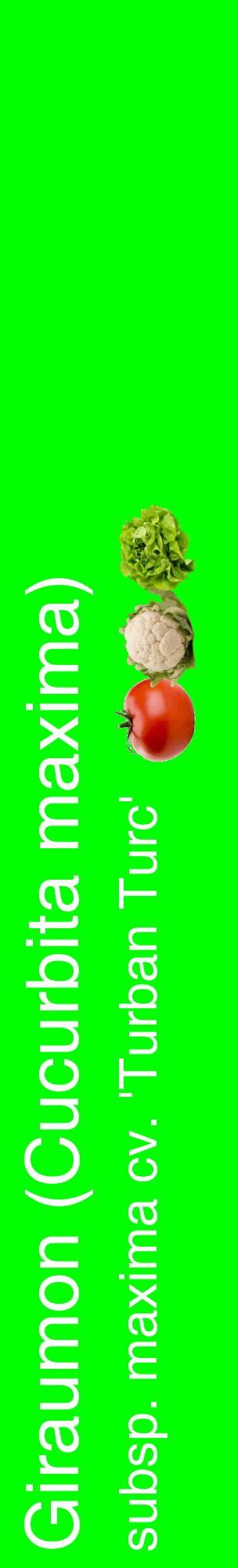 Étiquette de : Cucurbita maxima subsp. maxima cv. 'Turban Turc' - format c - style blanche16_basiquehel avec comestibilité simplifiée