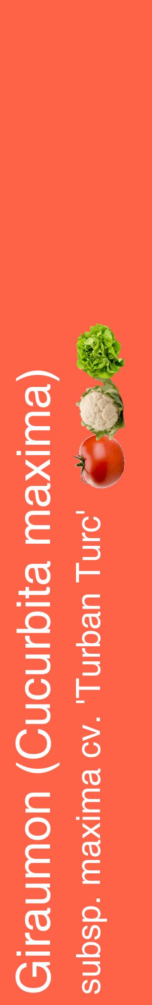 Étiquette de : Cucurbita maxima subsp. maxima cv. 'Turban Turc' - format c - style blanche25_basiquehel avec comestibilité simplifiée