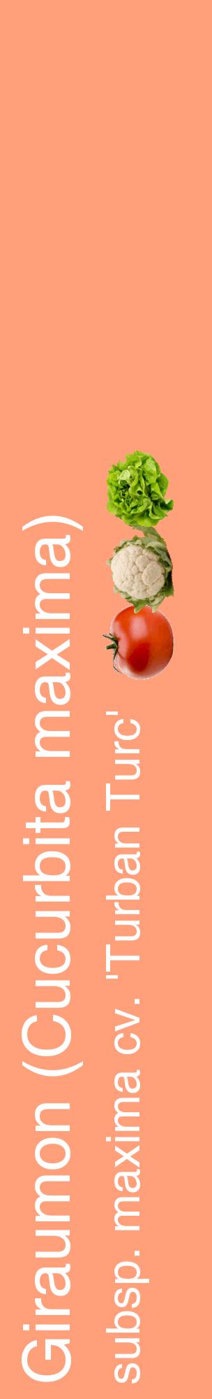 Étiquette de : Cucurbita maxima subsp. maxima cv. 'Turban Turc' - format c - style blanche39_basiquehel avec comestibilité simplifiée