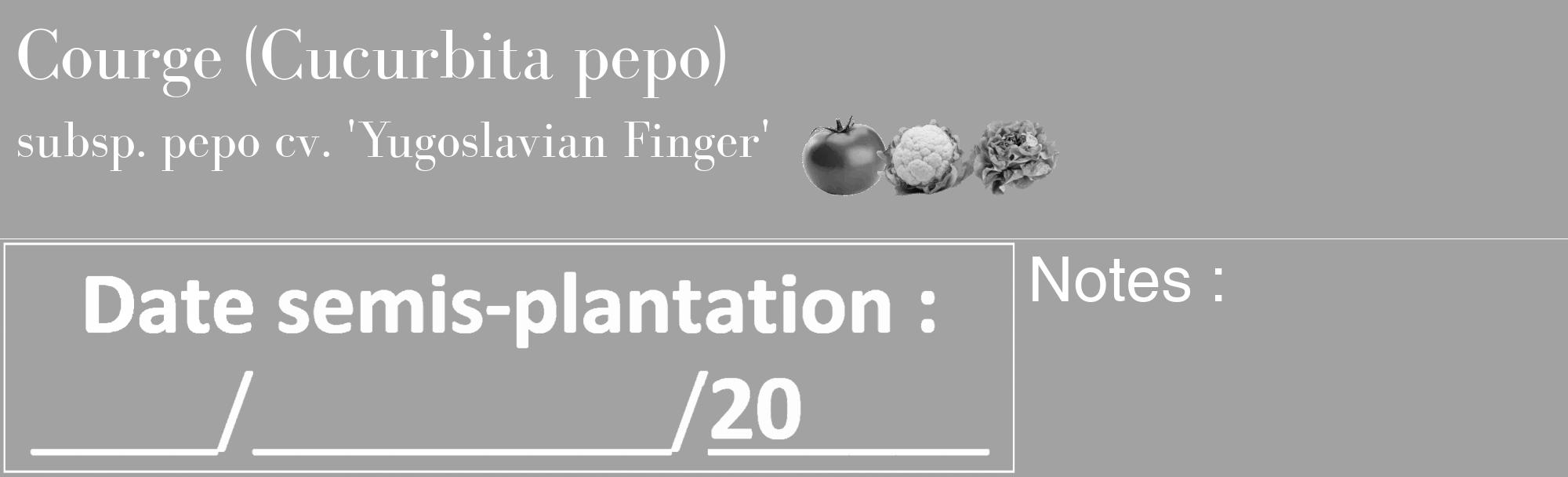 Étiquette de : Cucurbita pepo subsp. pepo cv. 'Yugoslavian Finger' - format c - style blanche38_basique_basiquebod avec comestibilité simplifiée