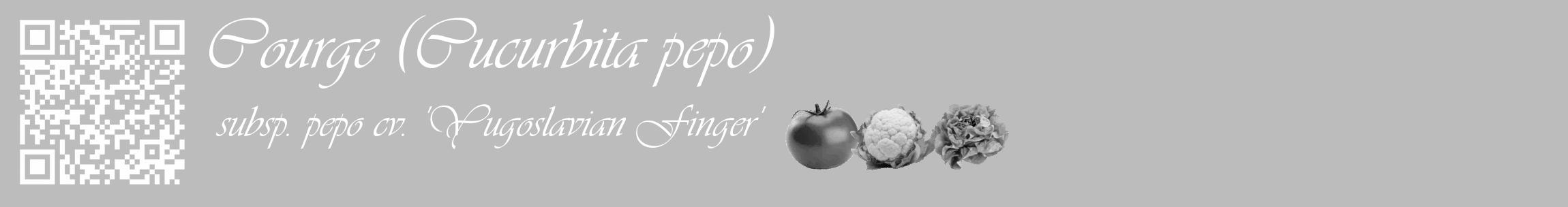 Étiquette de : Cucurbita pepo subsp. pepo cv. 'Yugoslavian Finger' - format c - style blanche1_basique_basiqueviv avec qrcode et comestibilité simplifiée