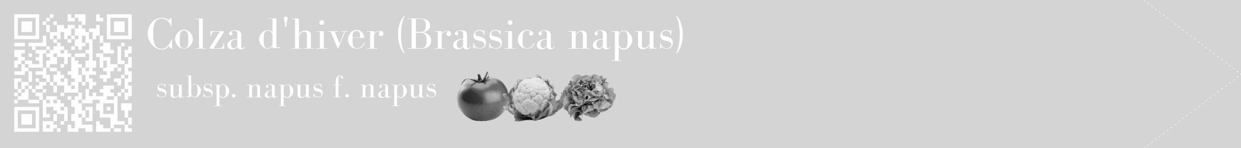 Étiquette de : Brassica napus subsp. napus f. napus - format c - style blanche40_simple_simplebod avec qrcode et comestibilité simplifiée