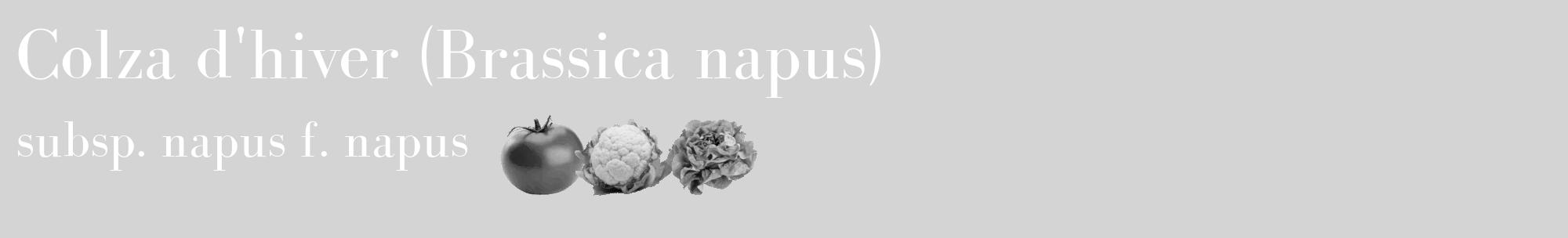 Étiquette de : Brassica napus subsp. napus f. napus - format c - style blanche40_basique_basiquebod avec comestibilité simplifiée