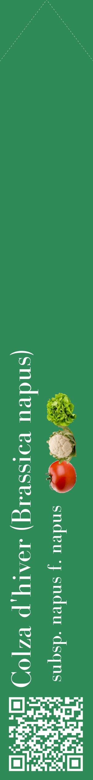 Étiquette de : Brassica napus subsp. napus f. napus - format c - style blanche11_simplebod avec qrcode et comestibilité simplifiée