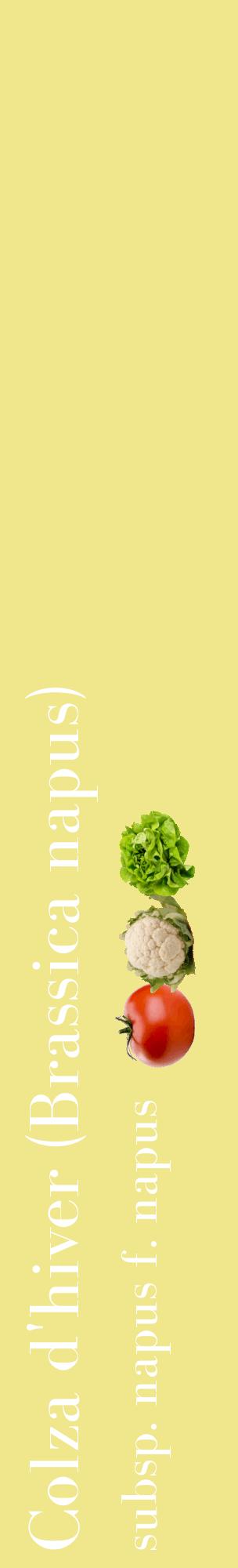 Étiquette de : Brassica napus subsp. napus f. napus - format c - style blanche20_basiquebod avec comestibilité simplifiée