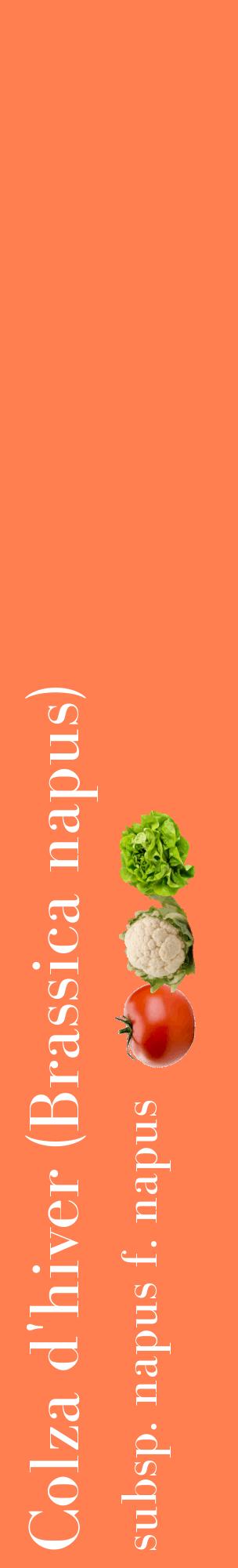 Étiquette de : Brassica napus subsp. napus f. napus - format c - style blanche24_basiquebod avec comestibilité simplifiée