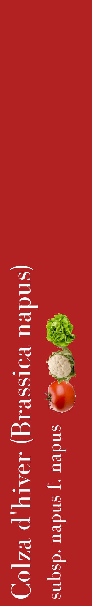 Étiquette de : Brassica napus subsp. napus f. napus - format c - style blanche28_basiquebod avec comestibilité simplifiée