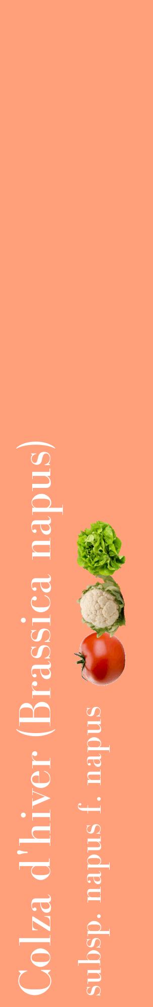 Étiquette de : Brassica napus subsp. napus f. napus - format c - style blanche39_basiquebod avec comestibilité simplifiée