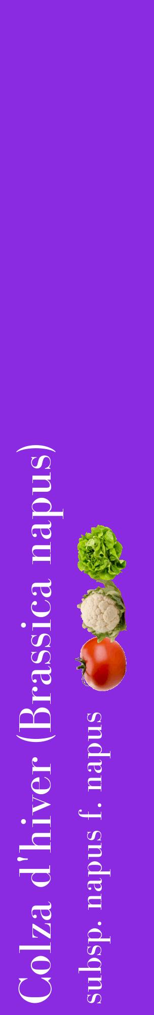 Étiquette de : Brassica napus subsp. napus f. napus - format c - style blanche49_basiquebod avec comestibilité simplifiée