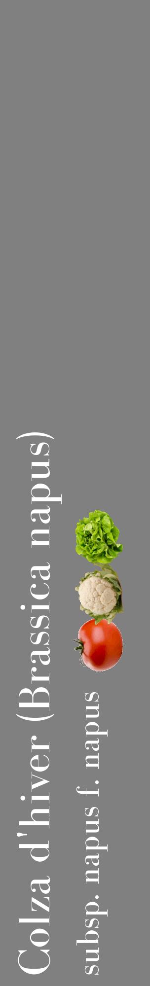 Étiquette de : Brassica napus subsp. napus f. napus - format c - style blanche57_basiquebod avec comestibilité simplifiée