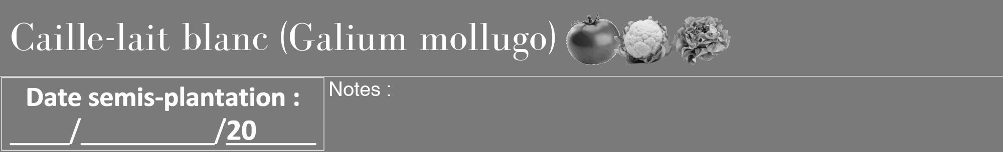 Étiquette de : Galium mollugo - format a - style blanche3bod avec comestibilité simplifiée