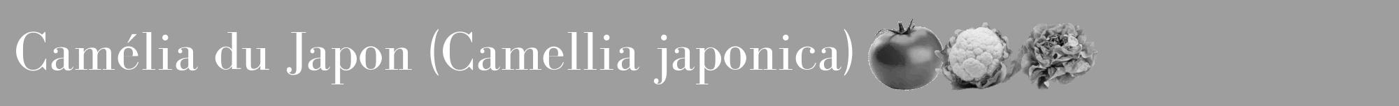 Étiquette de : Camellia japonica - format a - style blanche42basiquebod avec comestibilité simplifiée