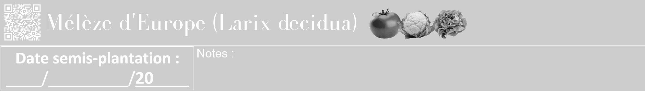 Étiquette de : Larix decidua - format a - style blanche41bod avec qrcode et comestibilité simplifiée