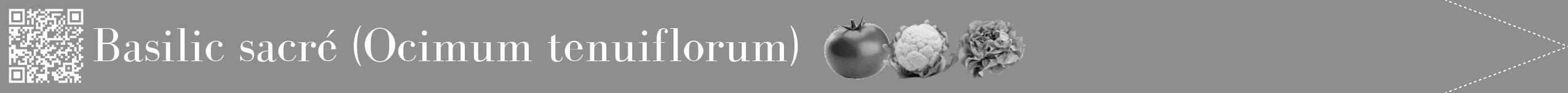 Étiquette de : Ocimum tenuiflorum - format b - style blanche25bod avec qrcode et comestibilité simplifiée