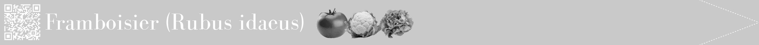 Étiquette de : Rubus idaeus - format b - style blanche54bod avec qrcode et comestibilité simplifiée