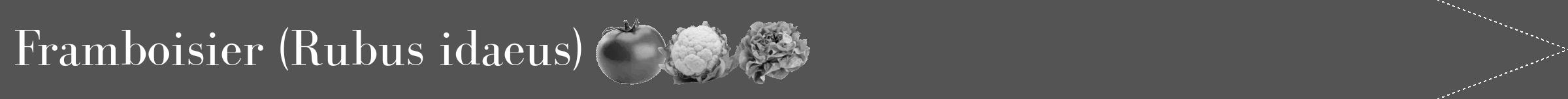 Étiquette de : Rubus idaeus - format b - style blanche30bod avec comestibilité simplifiée