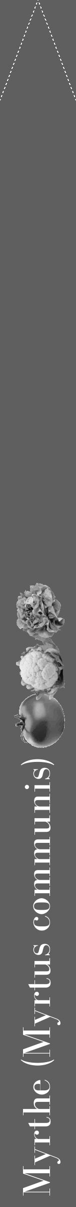 Étiquette de : Myrtus communis - format b - style blanche10simplebod avec comestibilité simplifiée - position verticale