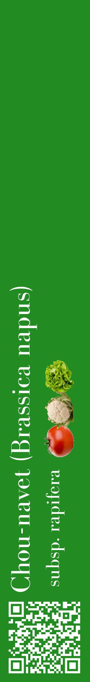 Étiquette de : Brassica napus subsp. rapifera - format c - style blanche10_basiquebod avec qrcode et comestibilité simplifiée