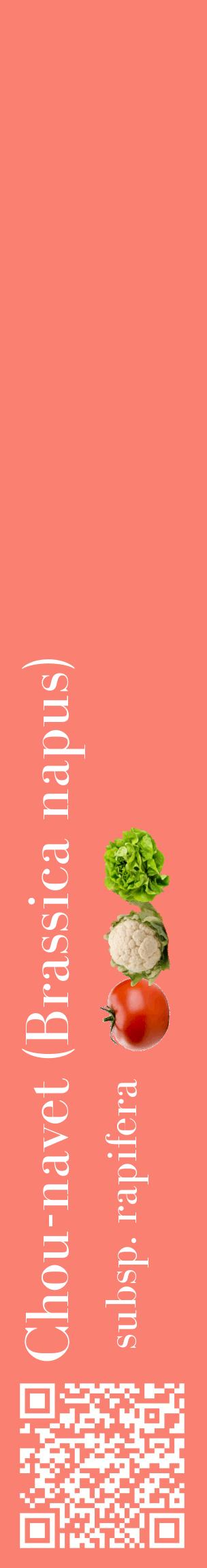 Étiquette de : Brassica napus subsp. rapifera - format c - style blanche38_basiquebod avec qrcode et comestibilité simplifiée
