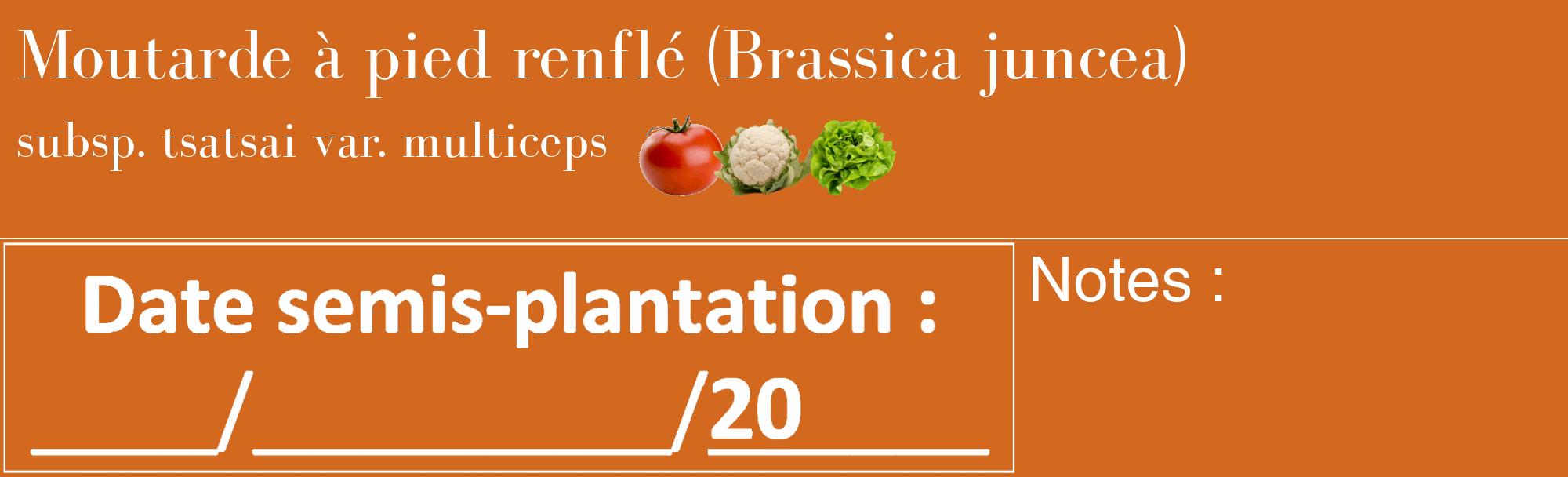 Étiquette de : Brassica juncea subsp. tsatsai var. multiceps - format c - style blanche31basique_basique_basiquebod avec comestibilité simplifiée