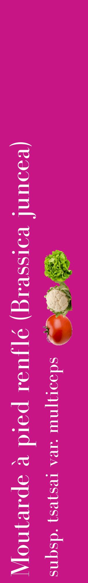 Étiquette de : Brassica juncea subsp. tsatsai var. multiceps - format c - style blanche45_basiquebod avec comestibilité simplifiée