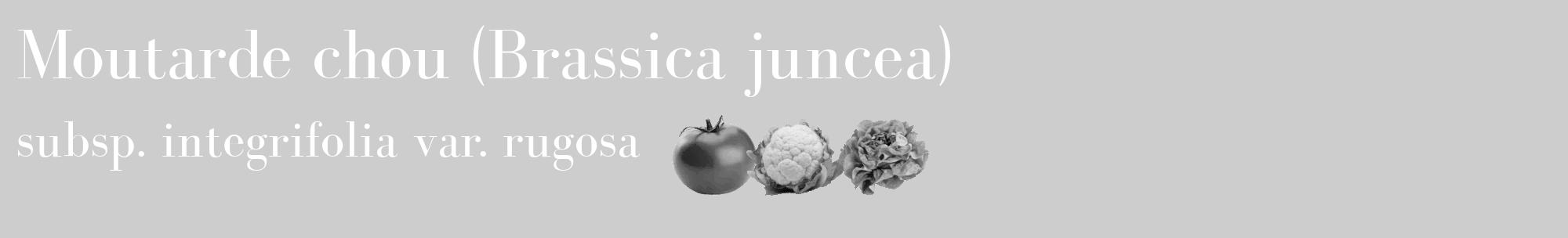 Étiquette de : Brassica juncea subsp. integrifolia var. rugosa - format c - style blanche41basique_basique_basiquebod avec comestibilité simplifiée